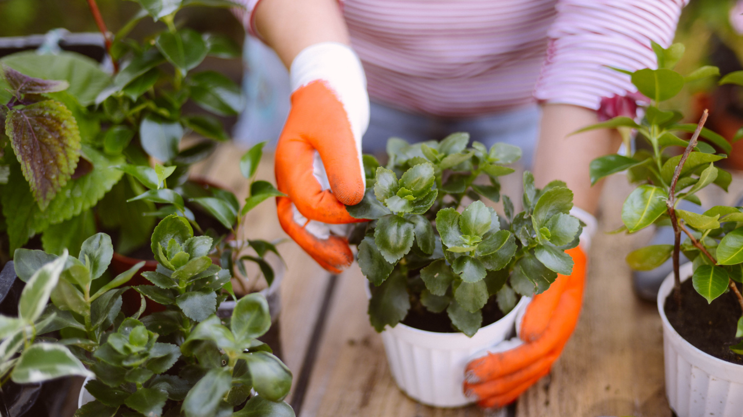 Person in orange gloves potting plants on a wooden table