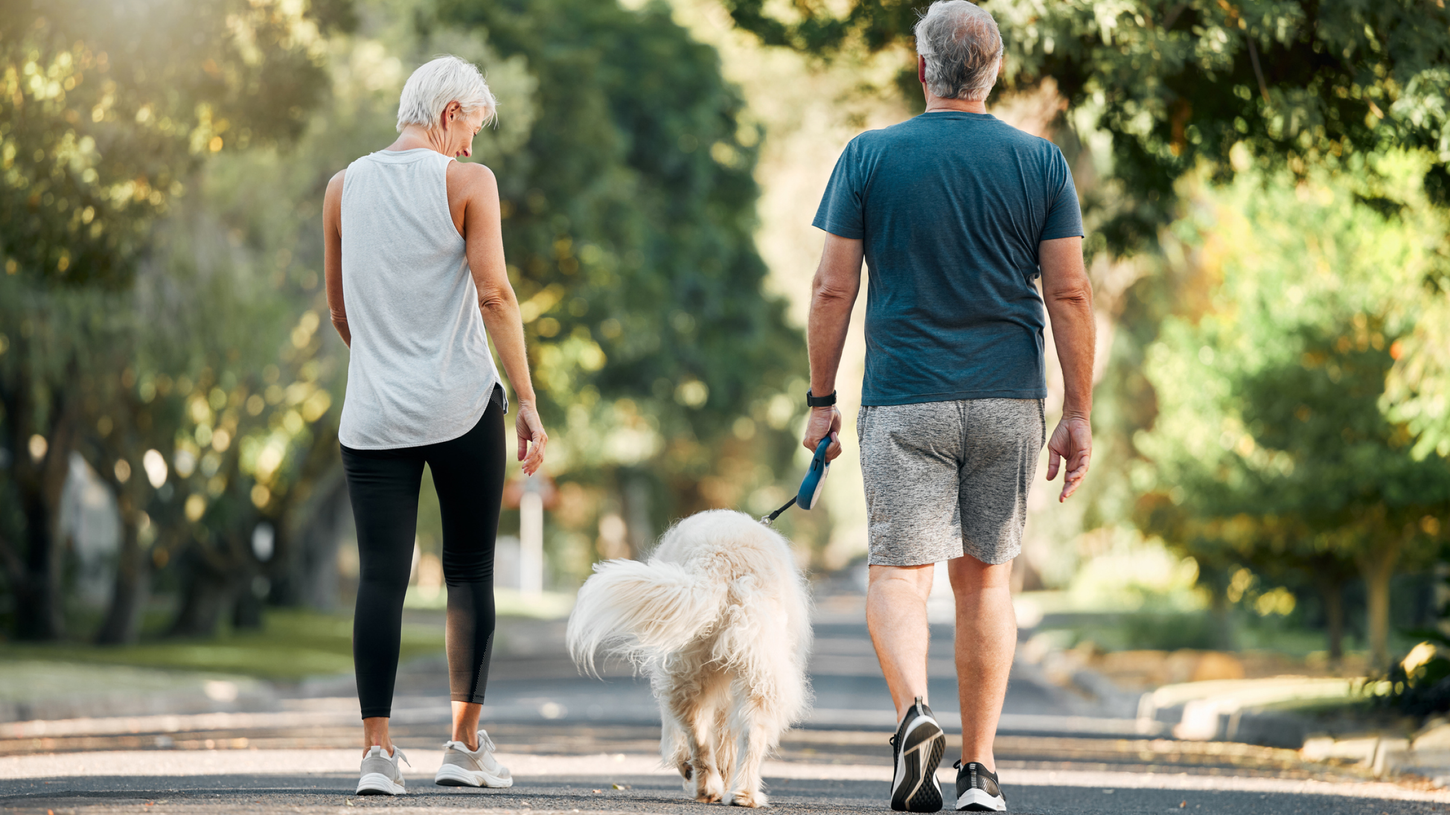 Rear view of an active senior couple in sportswear walking a fluffy white dog along a sunlit tree-lined path