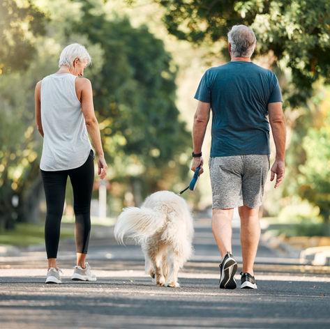 Rear view of an active senior couple in sportswear walking a fluffy white dog along a sunlit tree-lined path