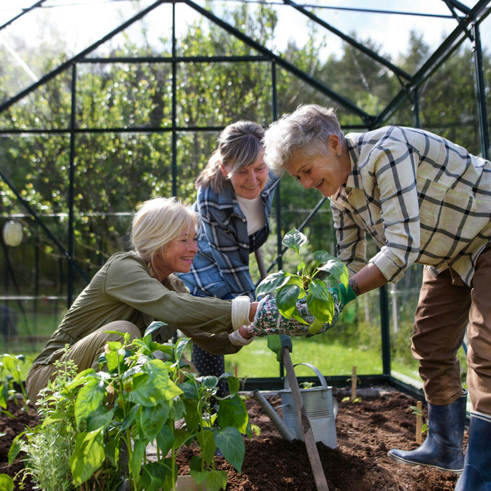 Two elderly people tending to vegetable plants inside a modern glass greenhouse
